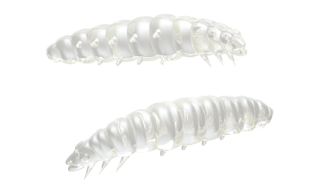 LIBRA LURES LARVA 35 mm Cheese, 12 Stück, 004 silver Pearl